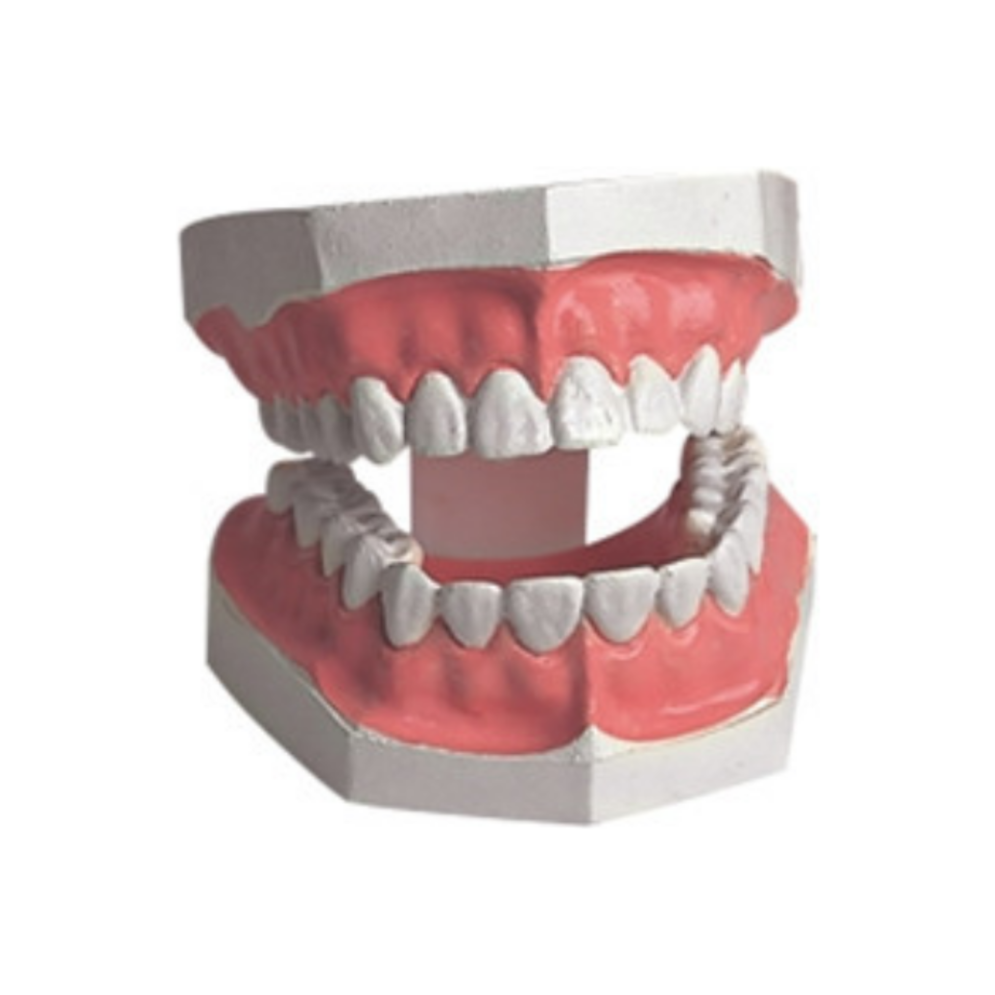 Modelo de higiene dental QH 3352-2