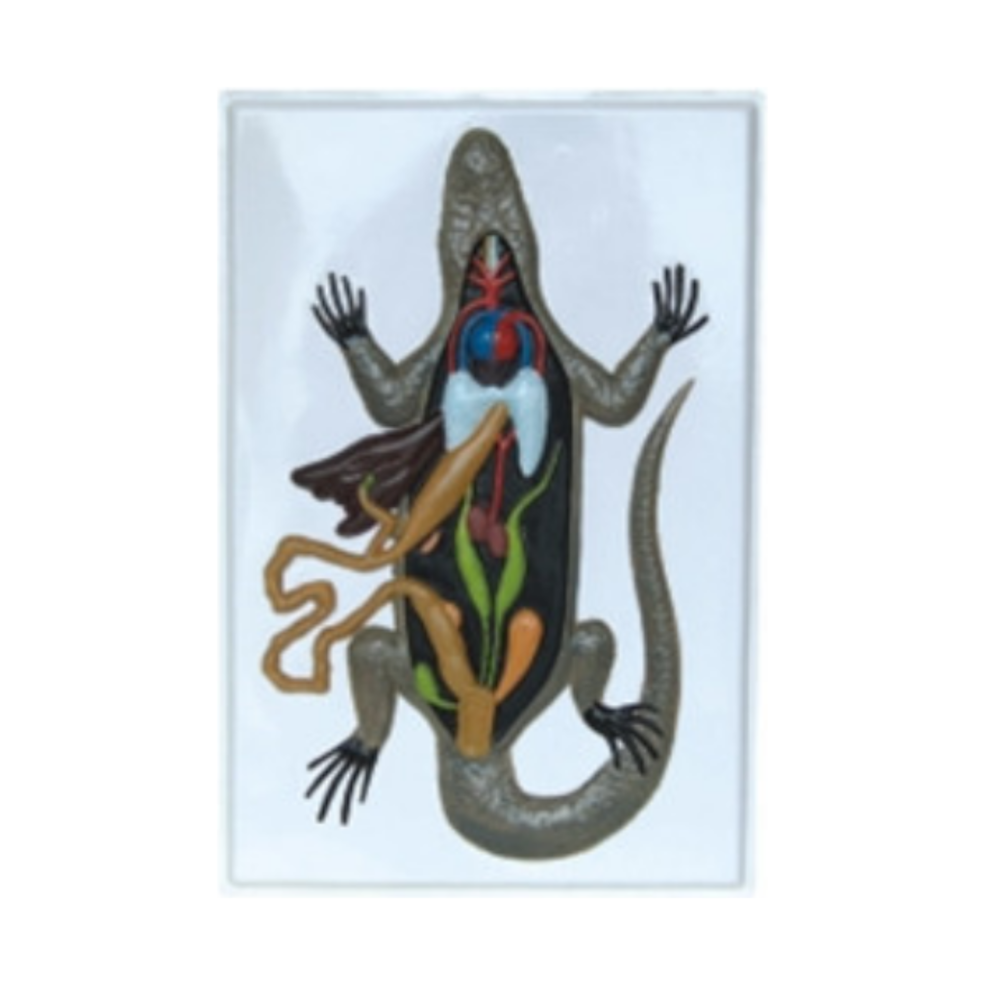 Modelo en relieve del lagarto QH 1564