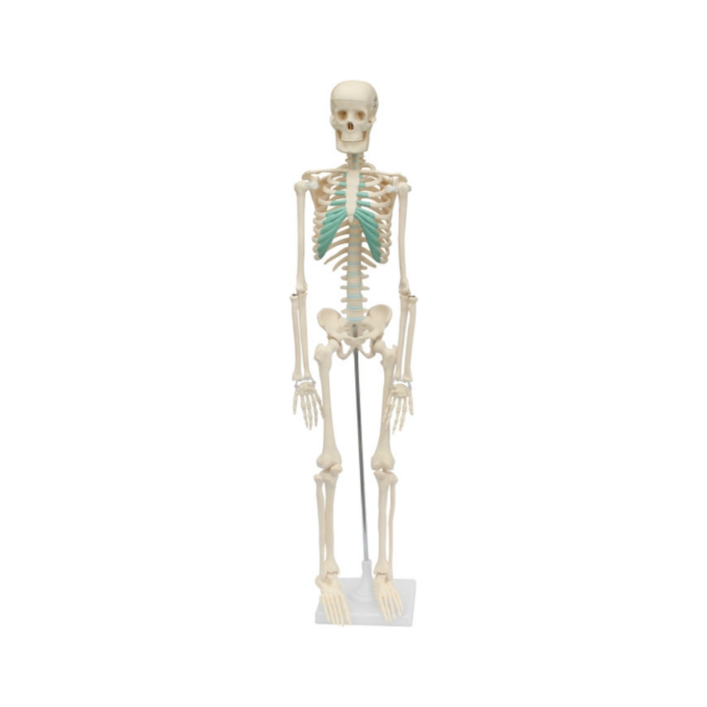 Modelo de esqueleto humano (85 cm) QH 3302-4