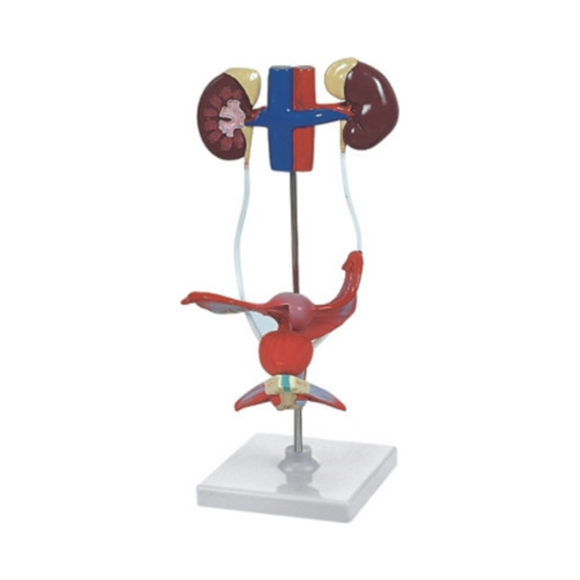 Sistema urogenital femenino humano QH 3312