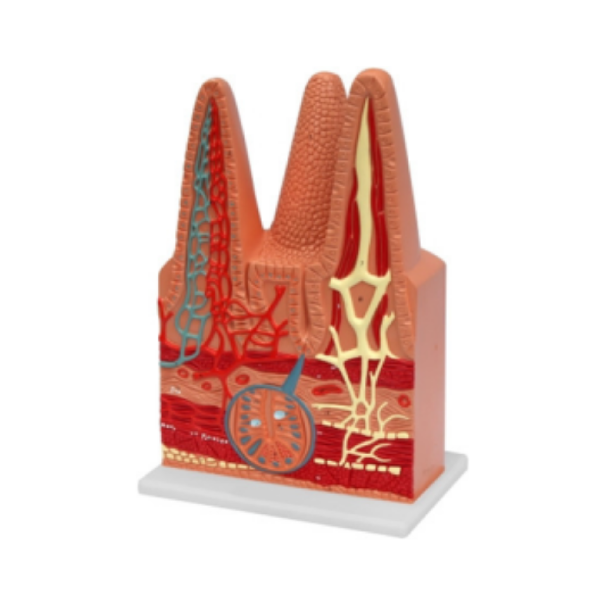 Vellosidades intestinales QH 1555-1