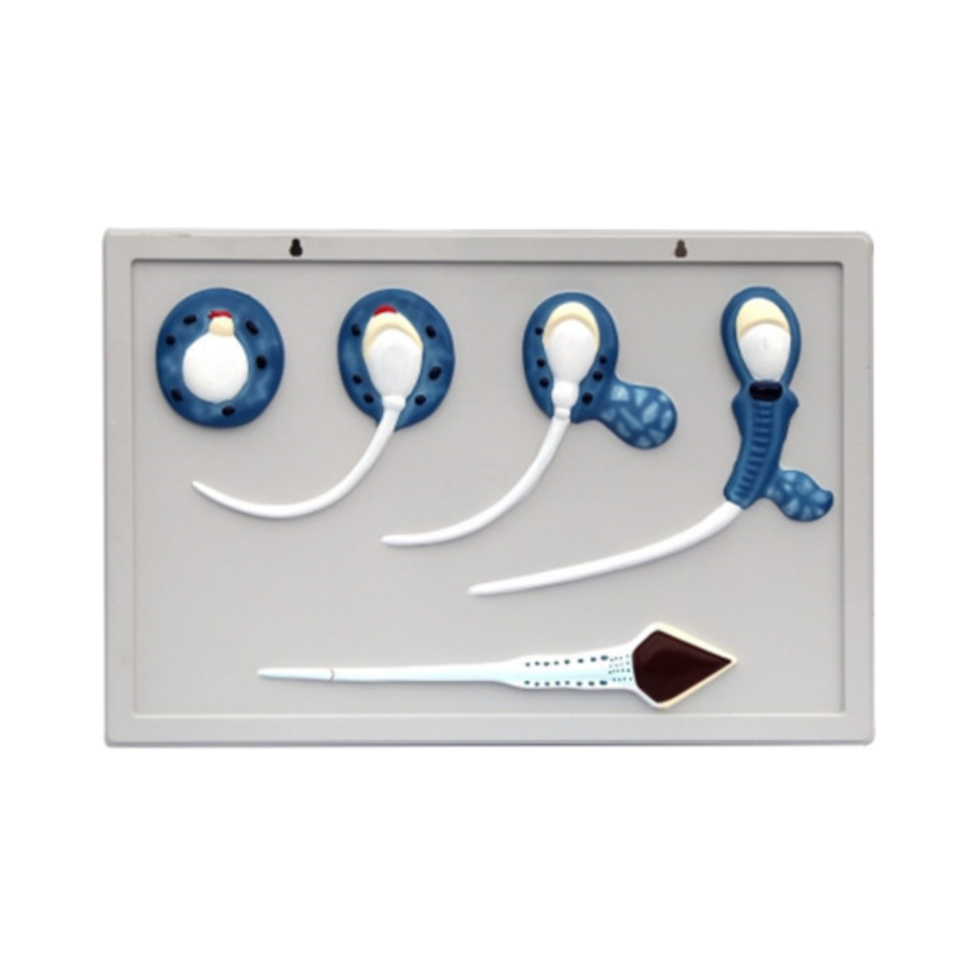 Modelo de desarrollo fetal QH 3221-23