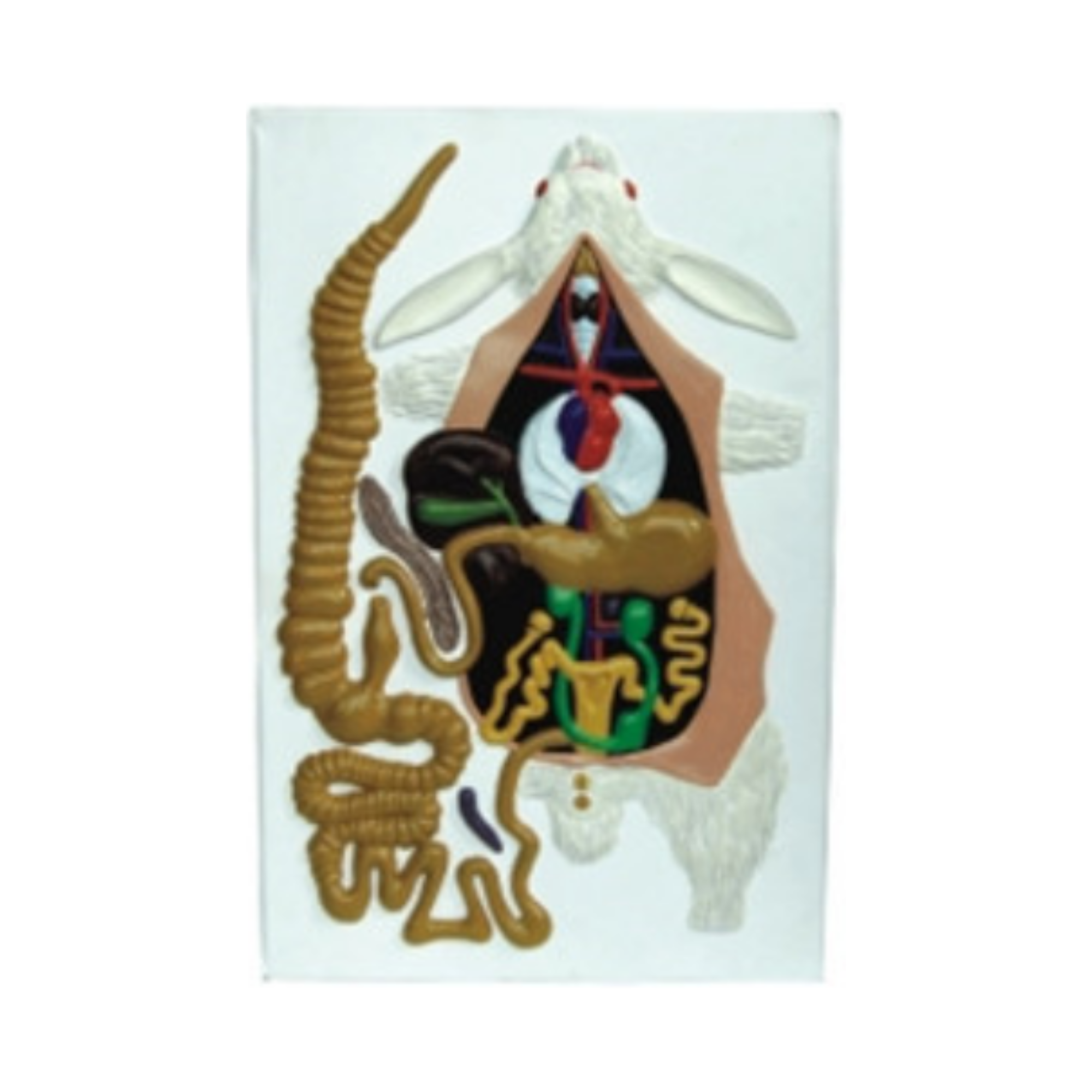 Modelo en relieve del conejo QH 1575