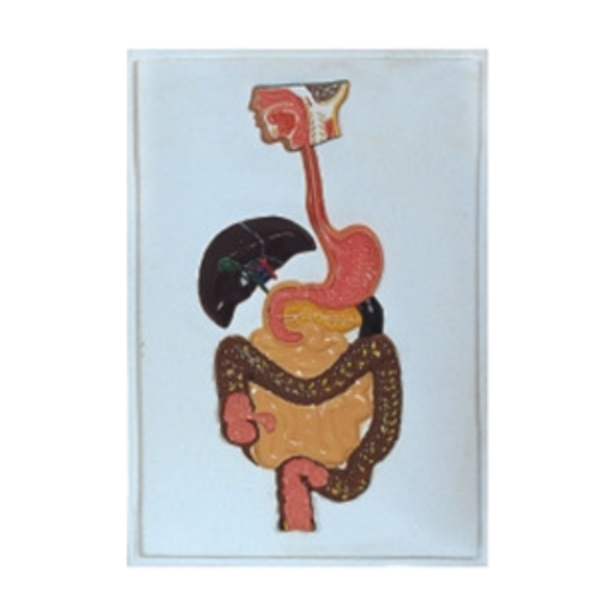 Modelo en relieve del sistema digestivo QH 1552