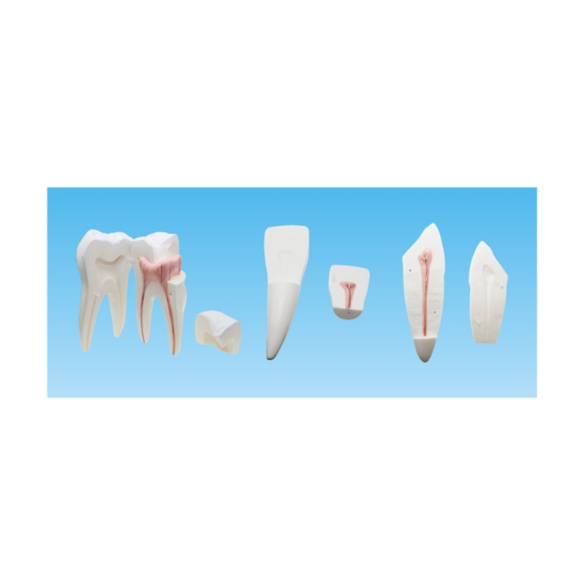Modelo de dientes humanos QH 3353-3