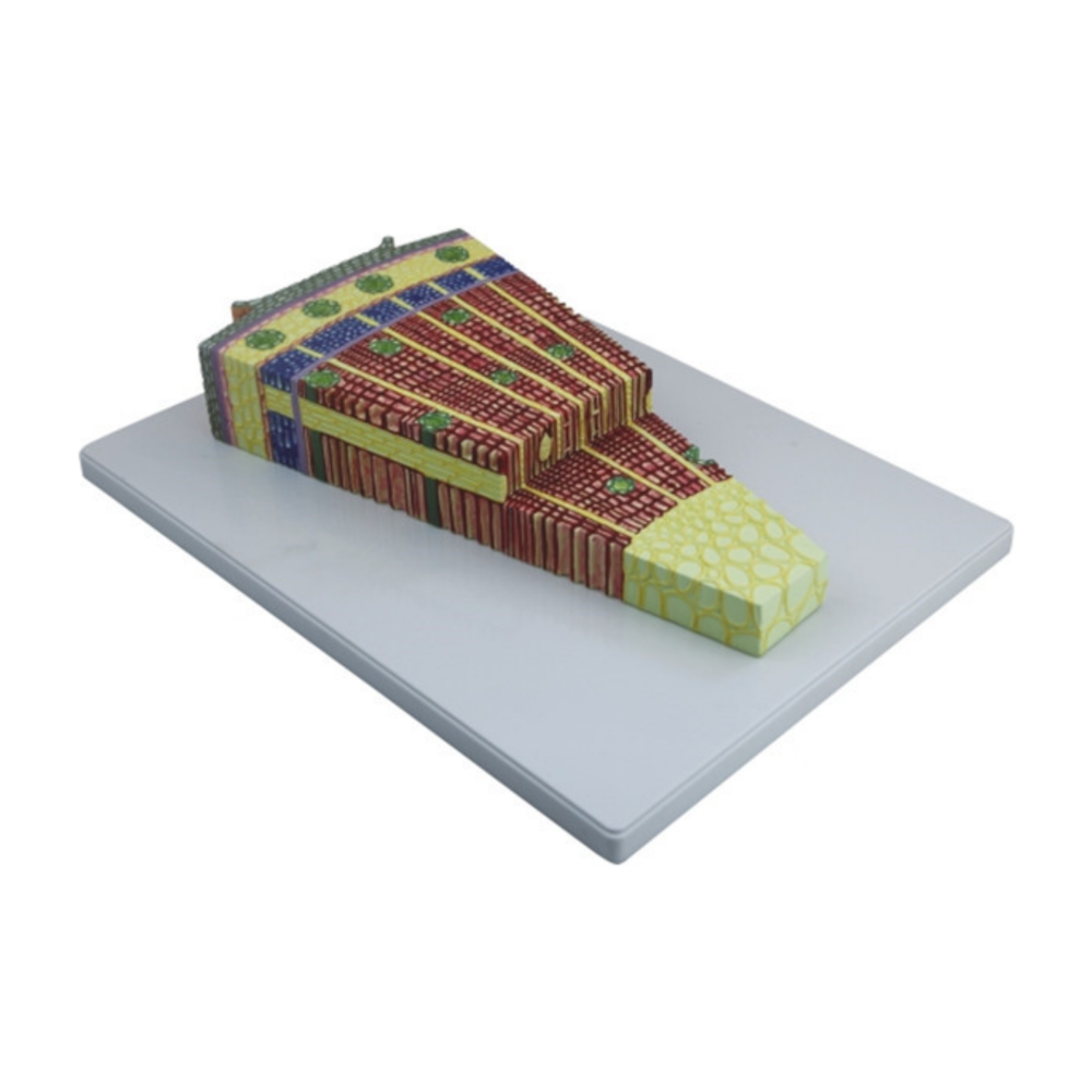 Tallo de gimnosperma QH 3204-3