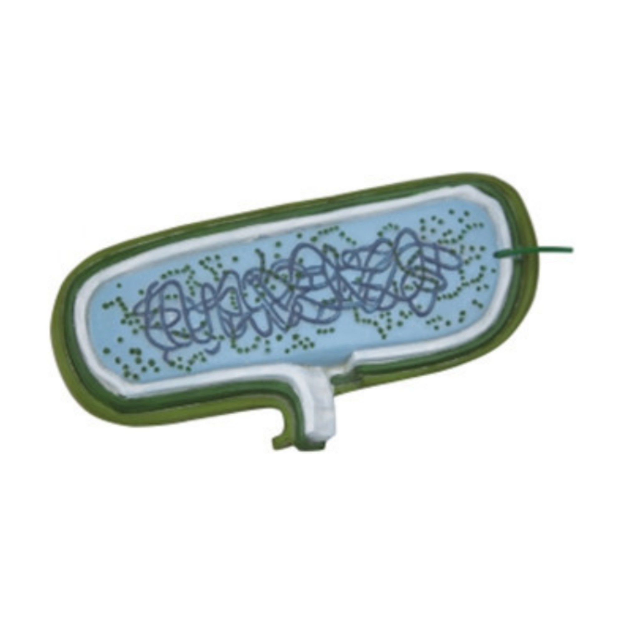 Modelo de Escherichia Coli QH 3216-4