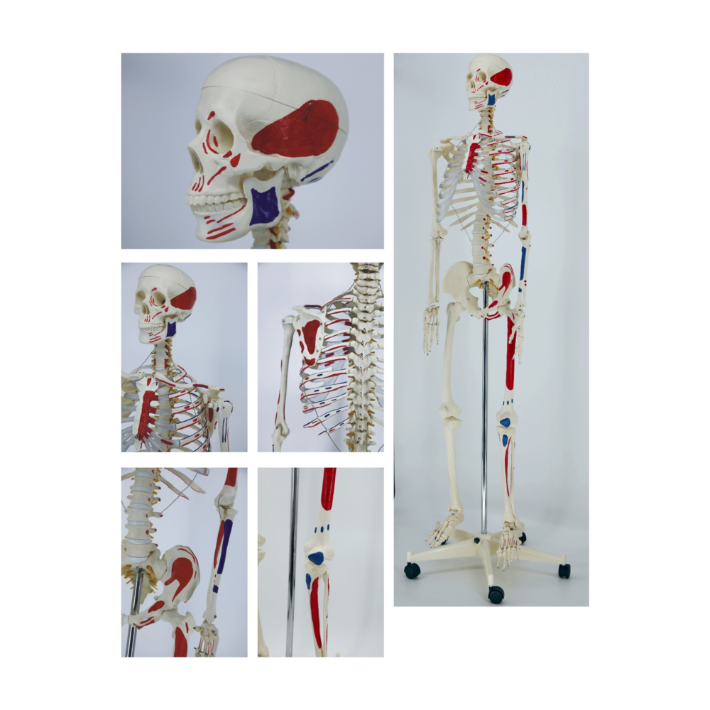 Modelo de esqueleto humano pintado (170 cm) QH 3302-1
