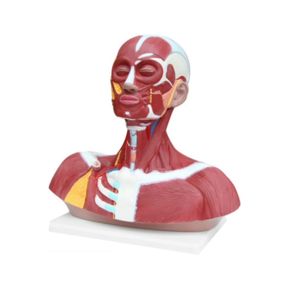 Musculatura de la cabeza y el cuello QH 3392-14