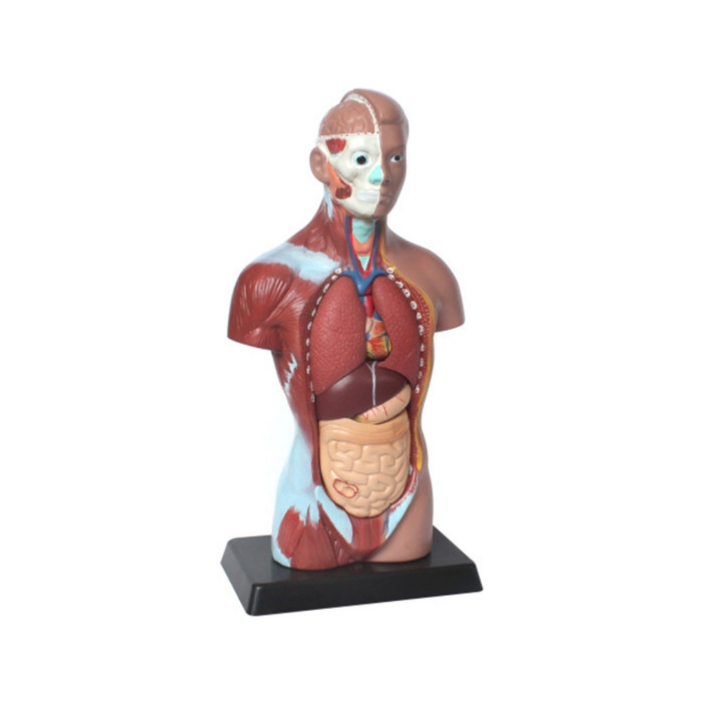 Torso humano unisex QH 33201-19