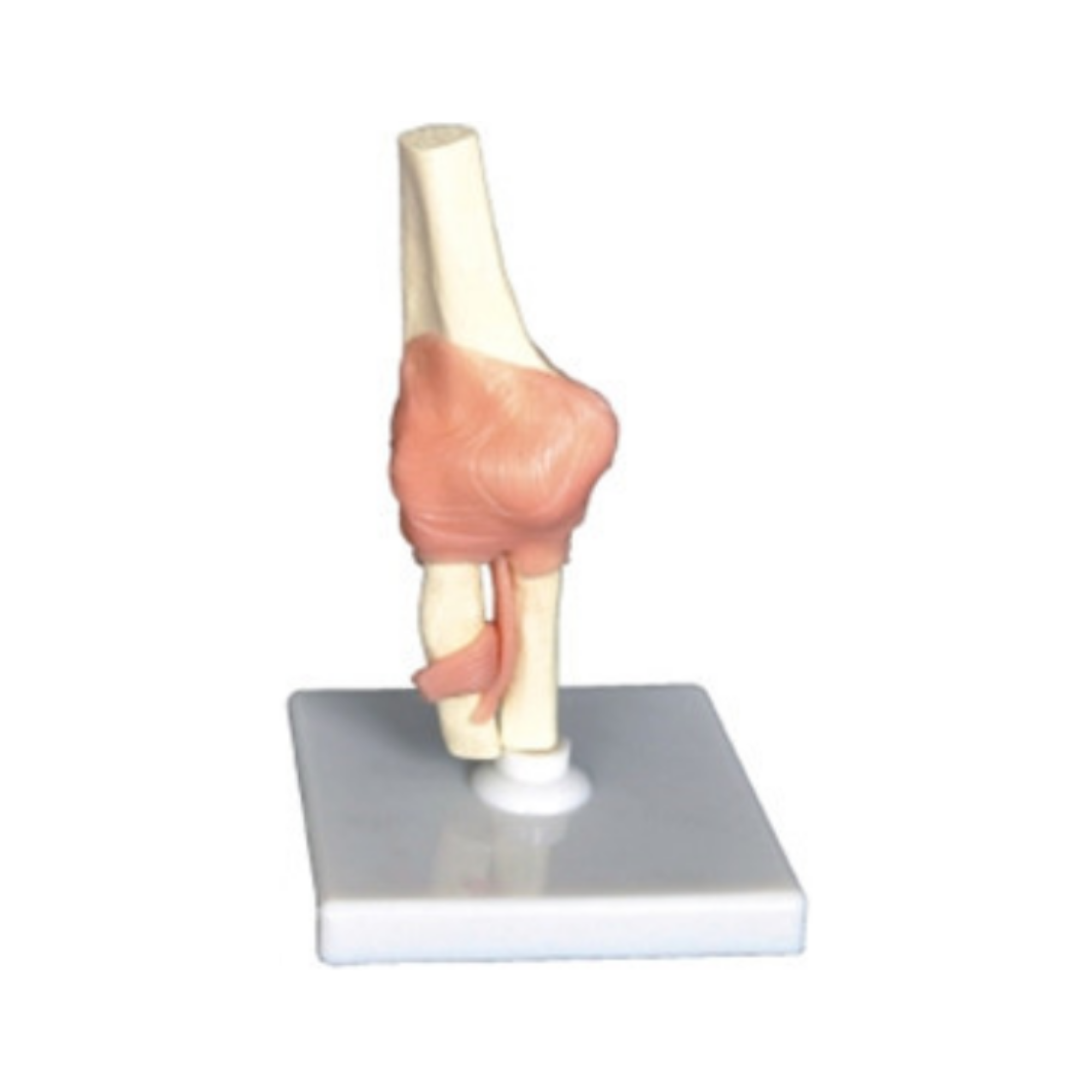 Modelo de articulación del codo humano QH 3325-5