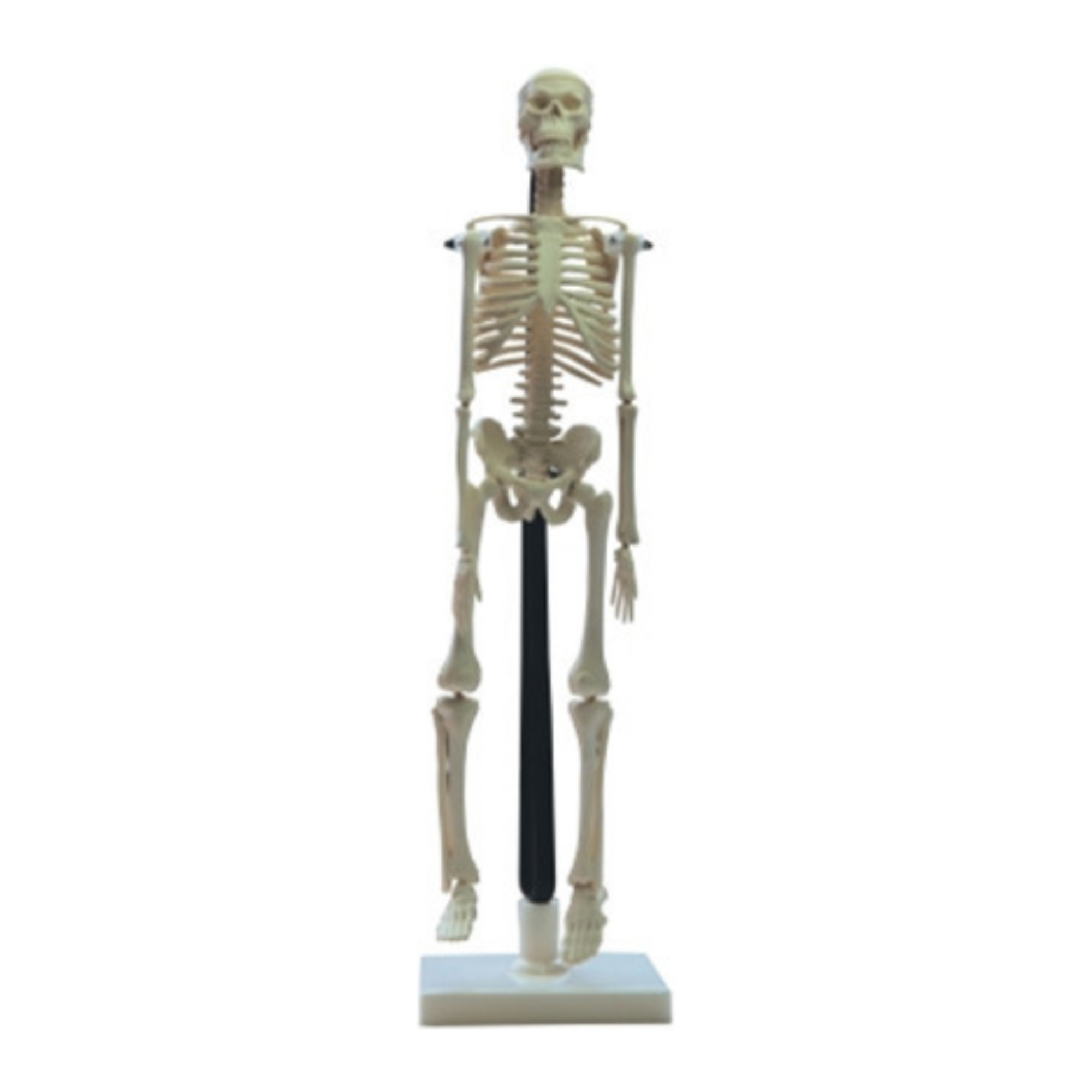 Modelo de esqueleto humano (42 cm) QH 3302-6-2